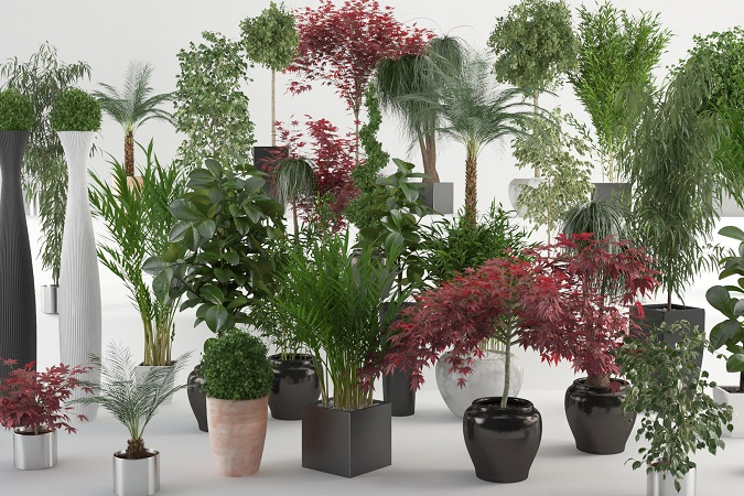 İç Mekan Bitkileri