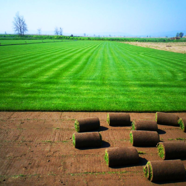 İstanbul Rulo Çim Satışı ve Uygulama