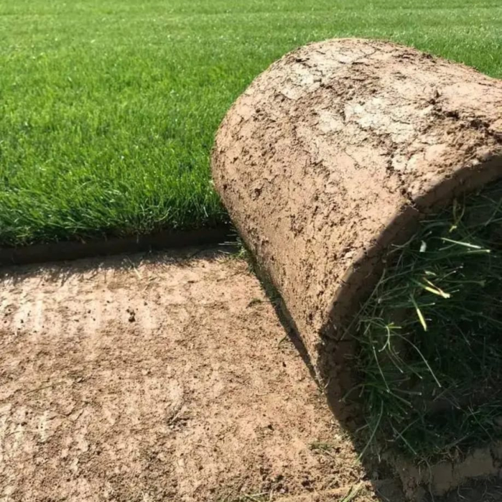 Rulo Çim Satışı Rulo Çim Satışı